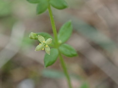 Galium propinquum
