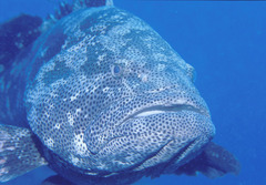 Epinephelus malabaricus