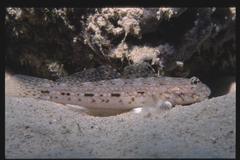 Istigobius decoratus