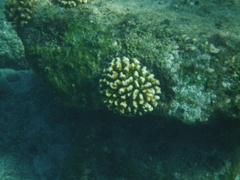 Pocillopora elegans