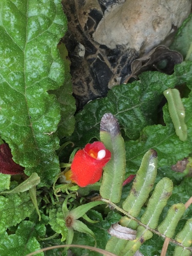 Gesneria christii