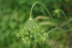Pimpinella affinis