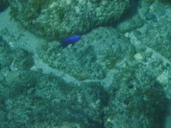 Stegastes rectifraenum