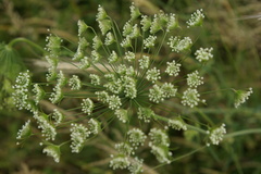 Pimpinella affinis