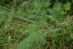 Pimpinella affinis