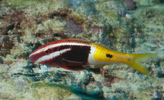Parupeneus barberinoides