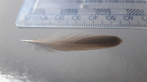 Plume de Phragmite des joncs