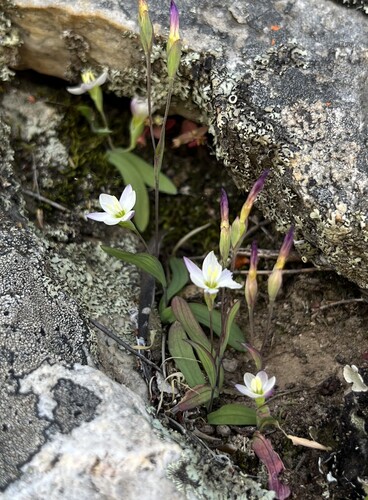 Geissorhiza delicatula