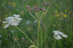 Heracleum roseum