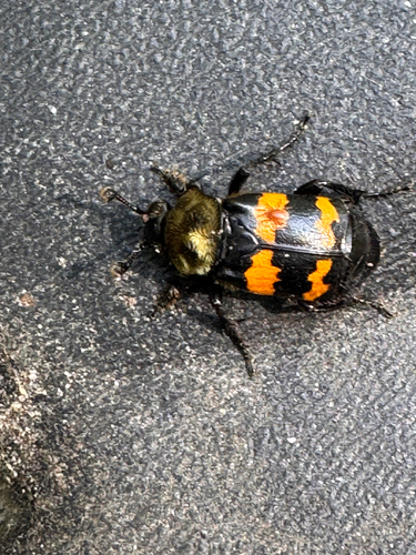 Tomentose Burying Beetle photo 4