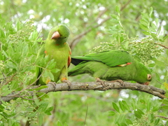 Psittacara leucophthalmus