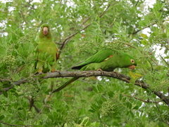 Psittacara leucophthalmus
