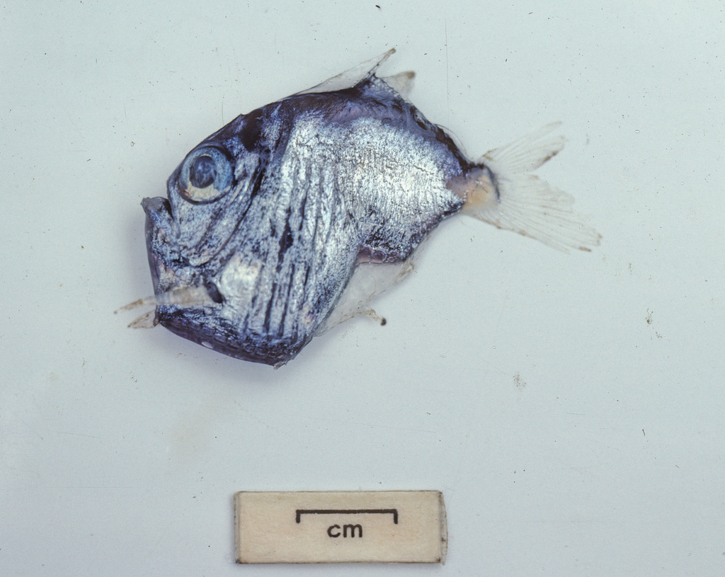 Transparent Hatchet-Fish