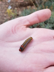 Oedemasia concinna