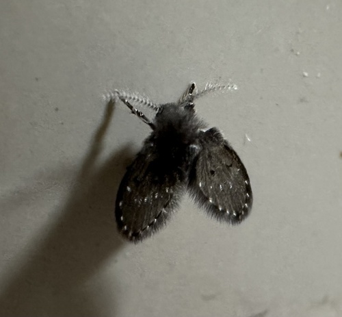 Unknown species found near Yale Ave, Seattle, WA, US