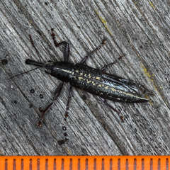 Rhinotia brunnea