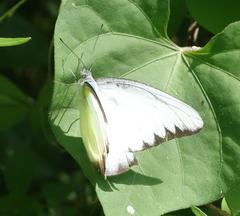 Appias lyncida eleonora
