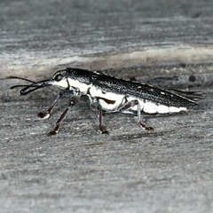 Rhinotia brunnea