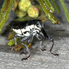 Rhinotia brunnea