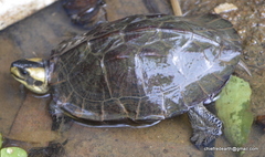 Melanochelys trijuga