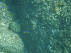 Stegastes flavilatus