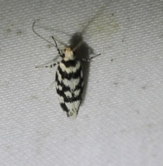 Lichenaula melanoleuca