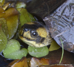 Melanochelys trijuga
