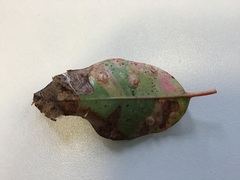 Cardiaspina fiscella