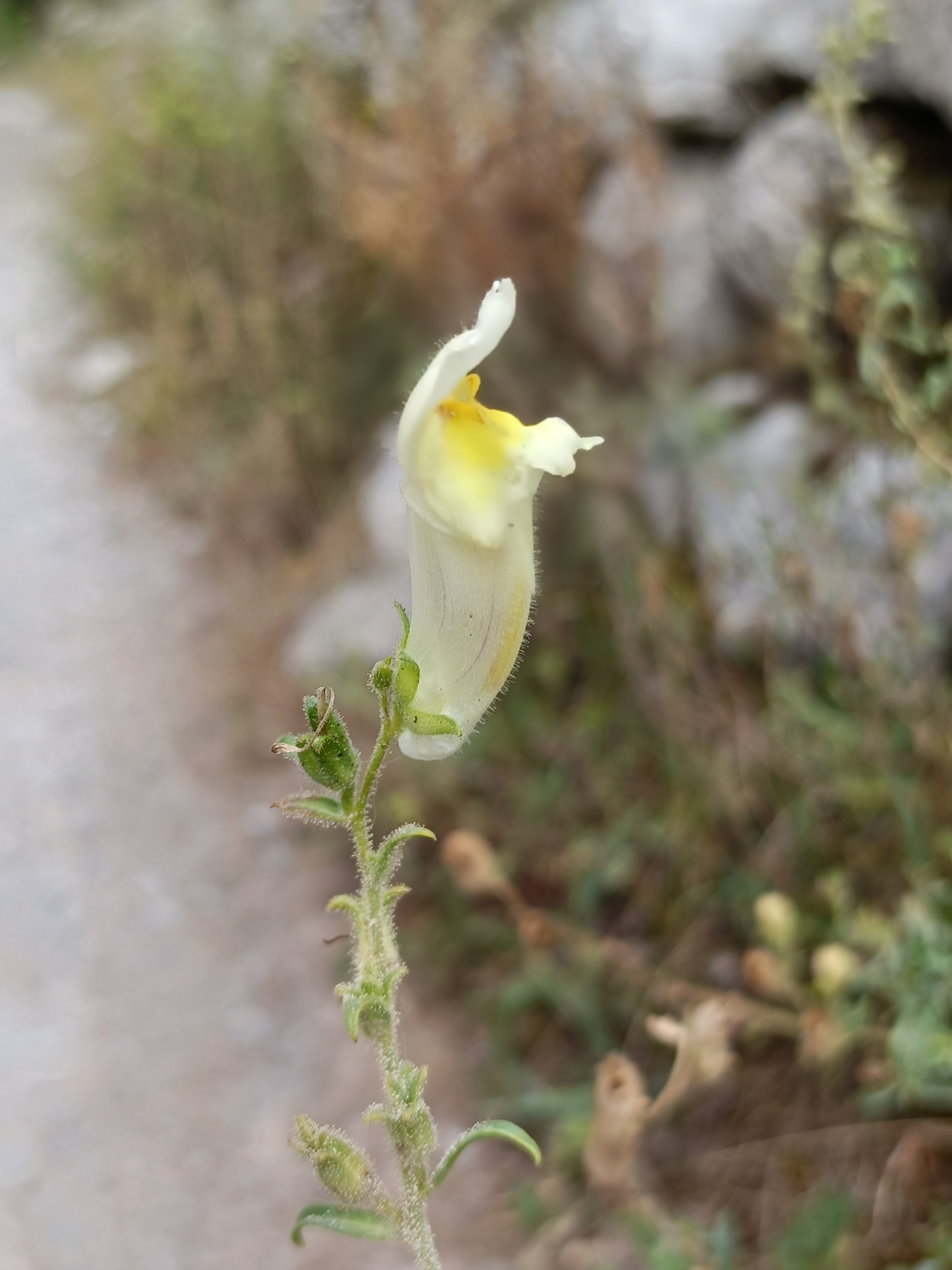 Antirrhinum braun