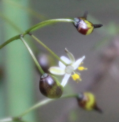 Dianella haematica
