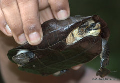 Melanochelys trijuga