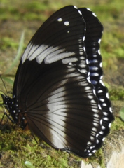 Hypolimnas salmacis salmacis