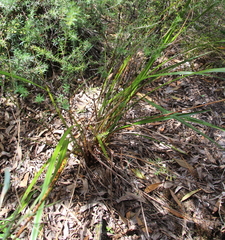 Dianella haematica