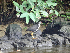 Amaurornis phoenicurus