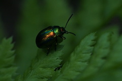 Chrysolina fastuosa