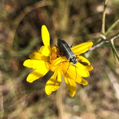 Epicauta heterodera