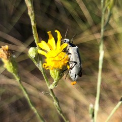 Epicauta heterodera