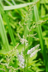 Astilbe microphylla