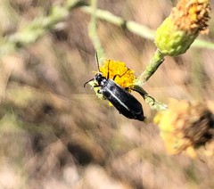 Epicauta heterodera