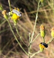 Epicauta heterodera