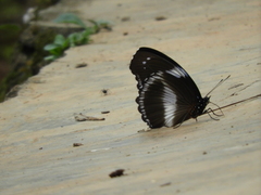 Hypolimnas salmacis salmacis