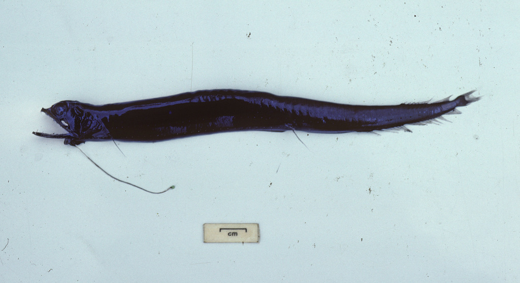 Barbate Dragonfish