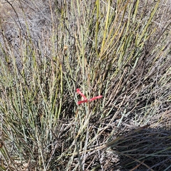 Gambelia juncea