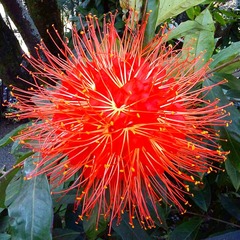 Brownea ariza