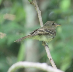 Lathrotriccus euleri