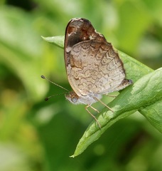 Anthanassa argentea