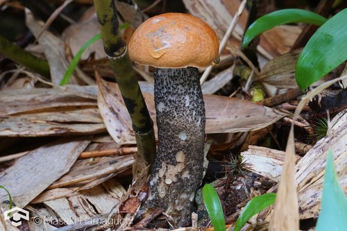 Leccinum versipelle