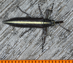 Rhinotia suturalis