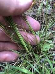 Rhynchospora microcephala