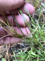 Rhynchospora microcephala